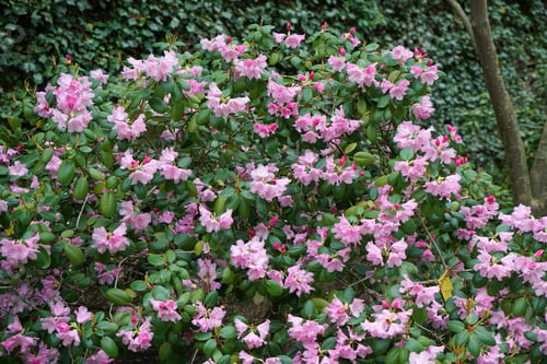 Preview: Beautiful bush with pink flowers in the park