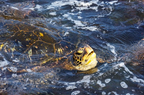 Preview: Turtle
