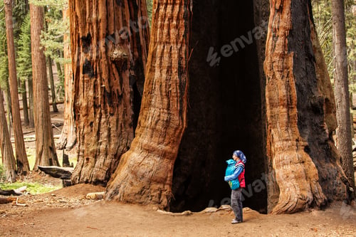Preview: Mother With Infant Visit Sequoia National Park In California, Usa