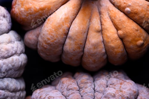 Preview: Wrinkled and multitone skin of Black Futsu squash