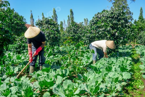 Preview: Hardworking Farmers Tending Lush Fields Under Vibrant Blue Sky