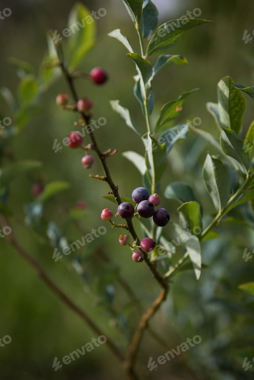 Preview: Blueberry