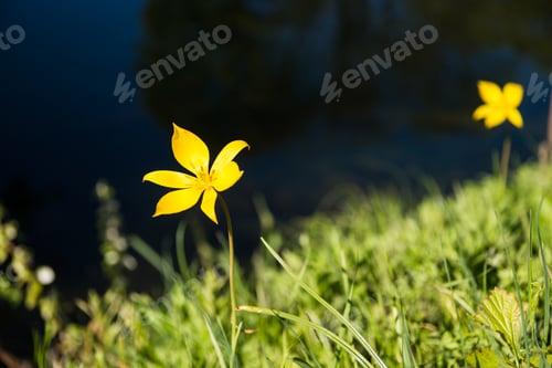 Preview: close-up view of beautiful blooming yellow flower and green grass, selective focus