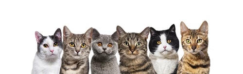 Preview: Large group of cats together in a row looking at the camera isolated on white