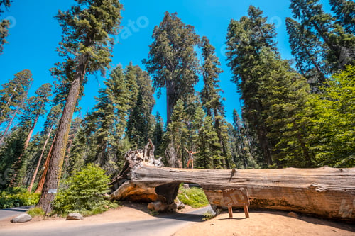 Preview: A woman in Sequoia National Park, the famous tunnel of the park