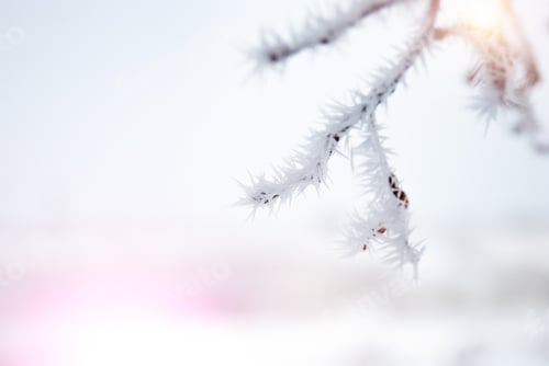 Preview: Frost covered tree branch