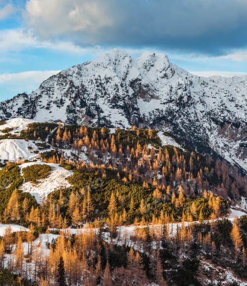 Preview: Larches glowing in the golden light
