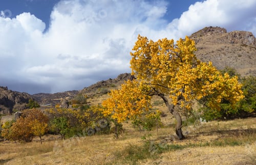 Preview: Yellow leaves on the tree