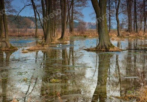 Preview: Flooded trees in the meadow