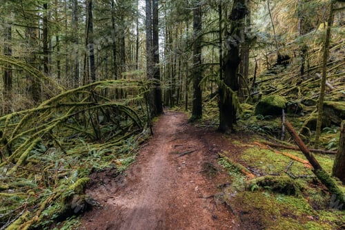Preview: Mystical View of the Trail in Rain Forest during a foggy and rainy Fall Season