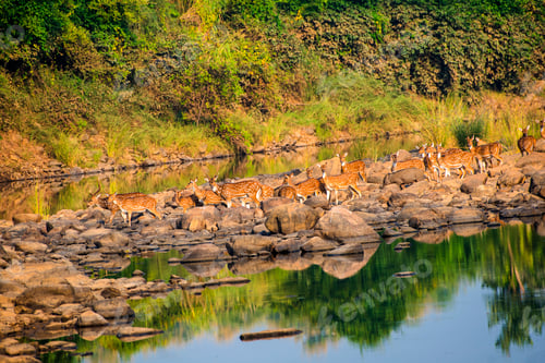 Preview: Spotted deer in Panna National Park in India.