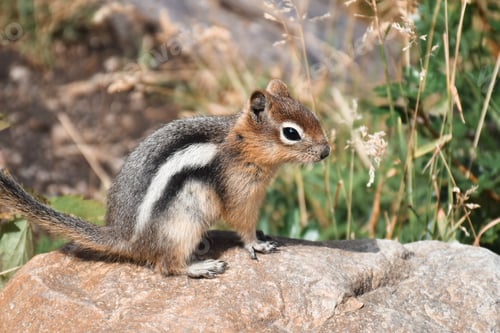 Preview: Cute little chipmunk sitting on a rock