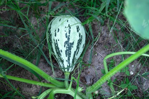 Preview: Zucchini, pumpkin and courgette in the garden bed in a suburban area with a farm. Eco-friendly harve