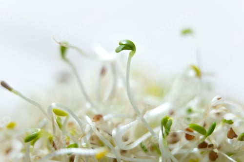 Preview: A closeup shot of fresh and raw alfalfa sprouts.