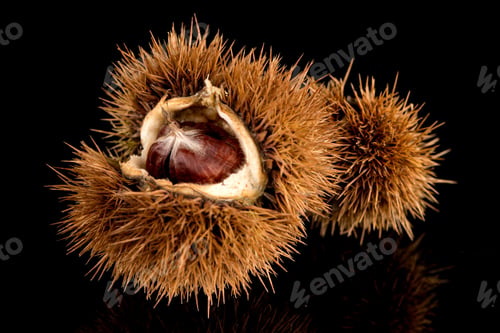 Preview: Chestnuts on a black reflective background