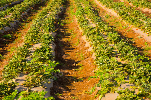 Preview: Organic strawberry plantation field, India.