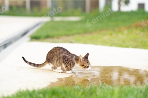 Preview: Cute little gray homeless stray cat, kitten, drinking from puddle of water outdoors in summer