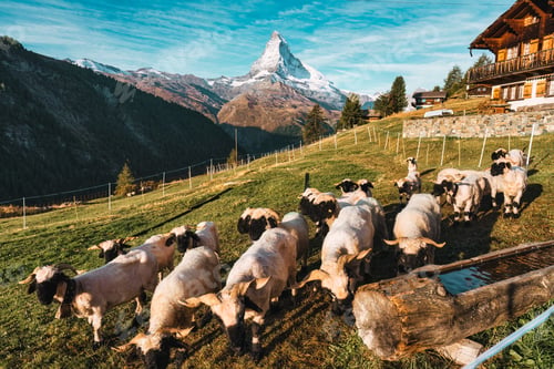 Preview: Matterhorn mountain with Valais blacknose sheep on hill in rural scene at Switzerland