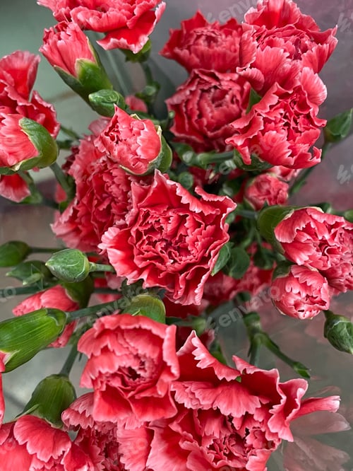 Preview: Flowers