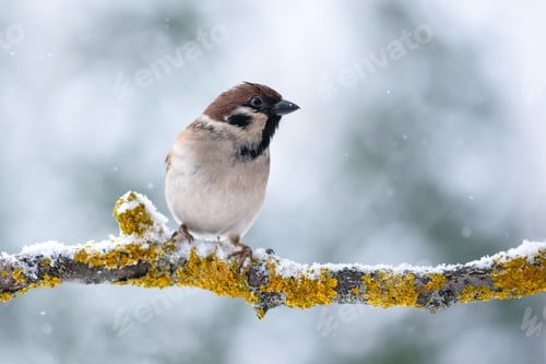 Preview: Brown sparrow male bird on tree twig in winter time