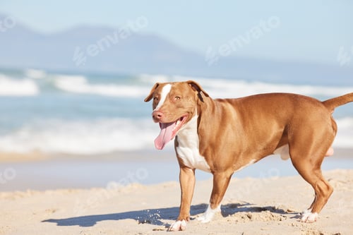 Preview: A prized pit bull if there ever was one. Shot of an adorable pit bull enjoying a day at the beach.