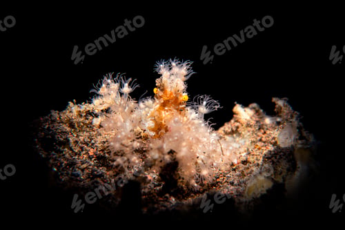 Preview: Hairy decorator crab