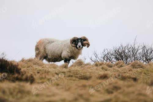 Preview: Scenic viewpoint with a sheep grazing in the rolling hills of Scotland