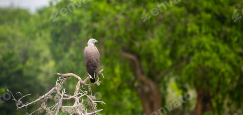Preview: Grey-headed fish eagle turns its head and looks to the right, perched on a fallen dead tree
