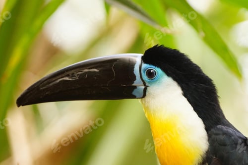 Preview: toucan, bird, colours, tropics