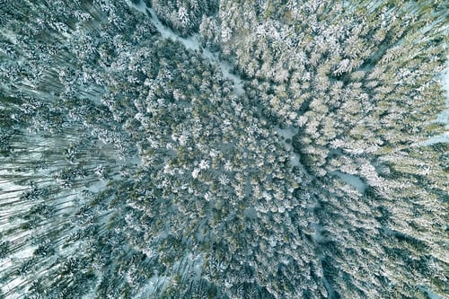 Preview: Aerial view of snow covered white forest with frozen trees in cold winter.