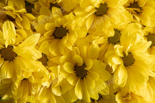 Preview: Yellow chrysanthemum flowers. Flower close-up. Floral background.