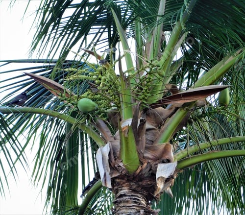 Preview: Tropical Coconut Palm Trees filled with Fresh New Coconuts!