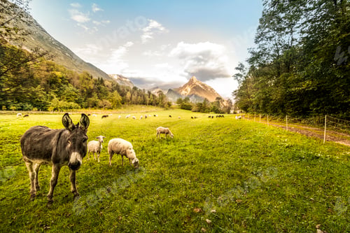 Preview: Slovenia, Bovec, Kanin Valley, sheeps and donkey on a pasture