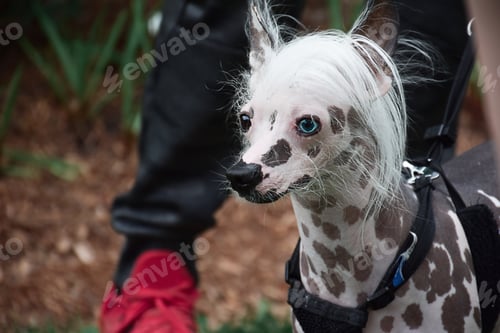 Preview: A portrait of a beautiful rare blue eyed Chinese Crested Dog