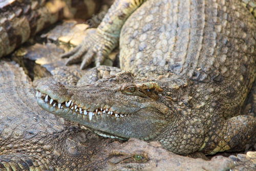 Preview: Crocodiles in water