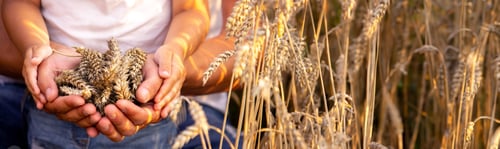 Preview: wheat in the hands of a farmer and a child.