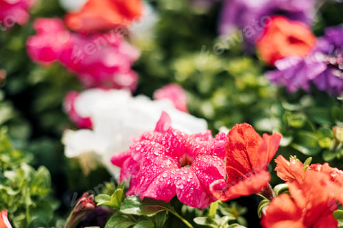 Preview: Colorful red, white, purple petunias. Beautiful petunia flowers wallpaper