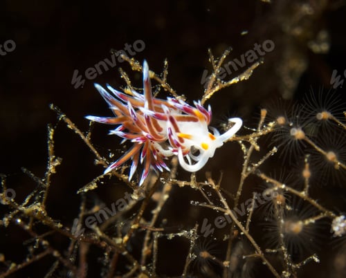 Preview: Colorful sea life underwater, shallow underwater seascape