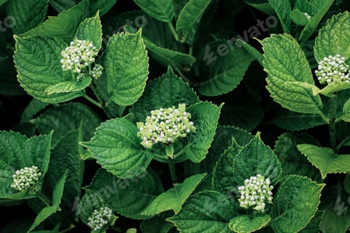 Preview: close up of hydrangea leaves with twilight light. green leaves background