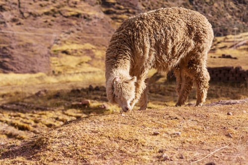 Preview: Alpaca
