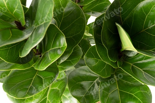 Preview: Close up of a Fiddle-leaf fig plant on white background