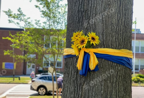 Preview: Ribbon with the Ukrainian flag & sunflowers tied around a church tree in support of Ukrainian people