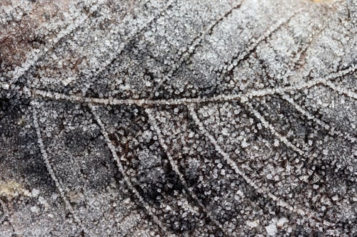 Preview: The leaves of trees covered with thick snowflakes.