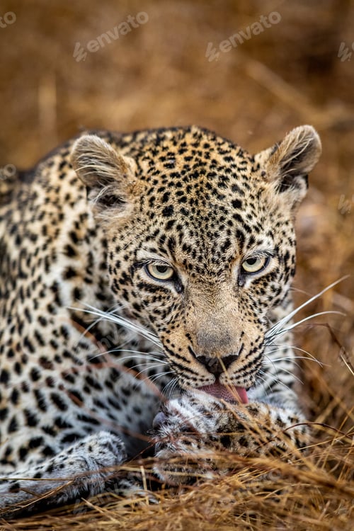 Preview: Close up of a female Leopard in the Kruger.