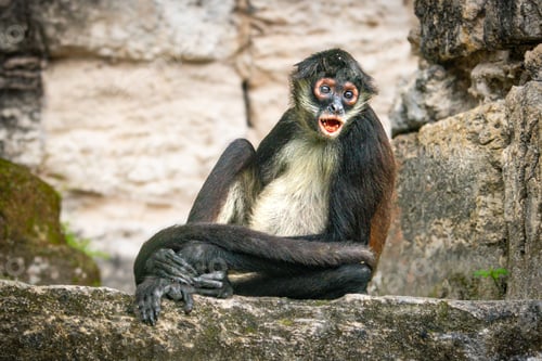 Preview: Wild White-Bellied Spider Monkey in Tikal National Park, Guatemala, South America