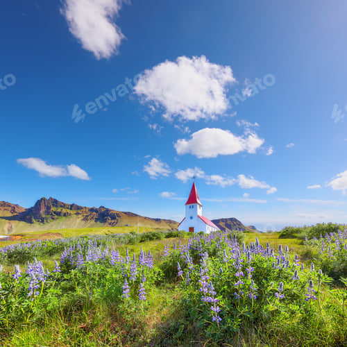 Preview: Ramarkable view of Vikurkirkja christian church in blooming lupine flowers.