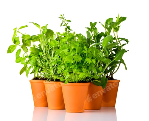 Preview: Green Herbs Growing in Pottery Pots on White Background