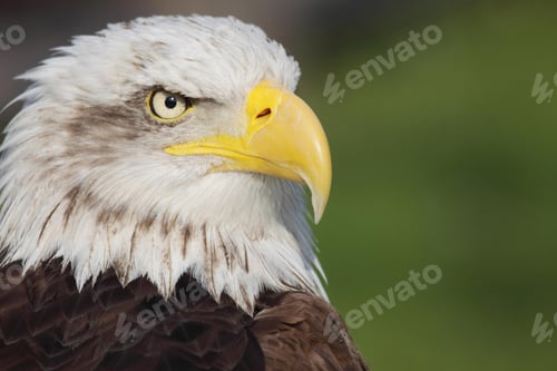 Preview: eagle, bald, us