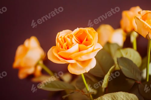 Preview: Orange rose flowers close up.