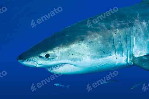 Preview: Great white shark
